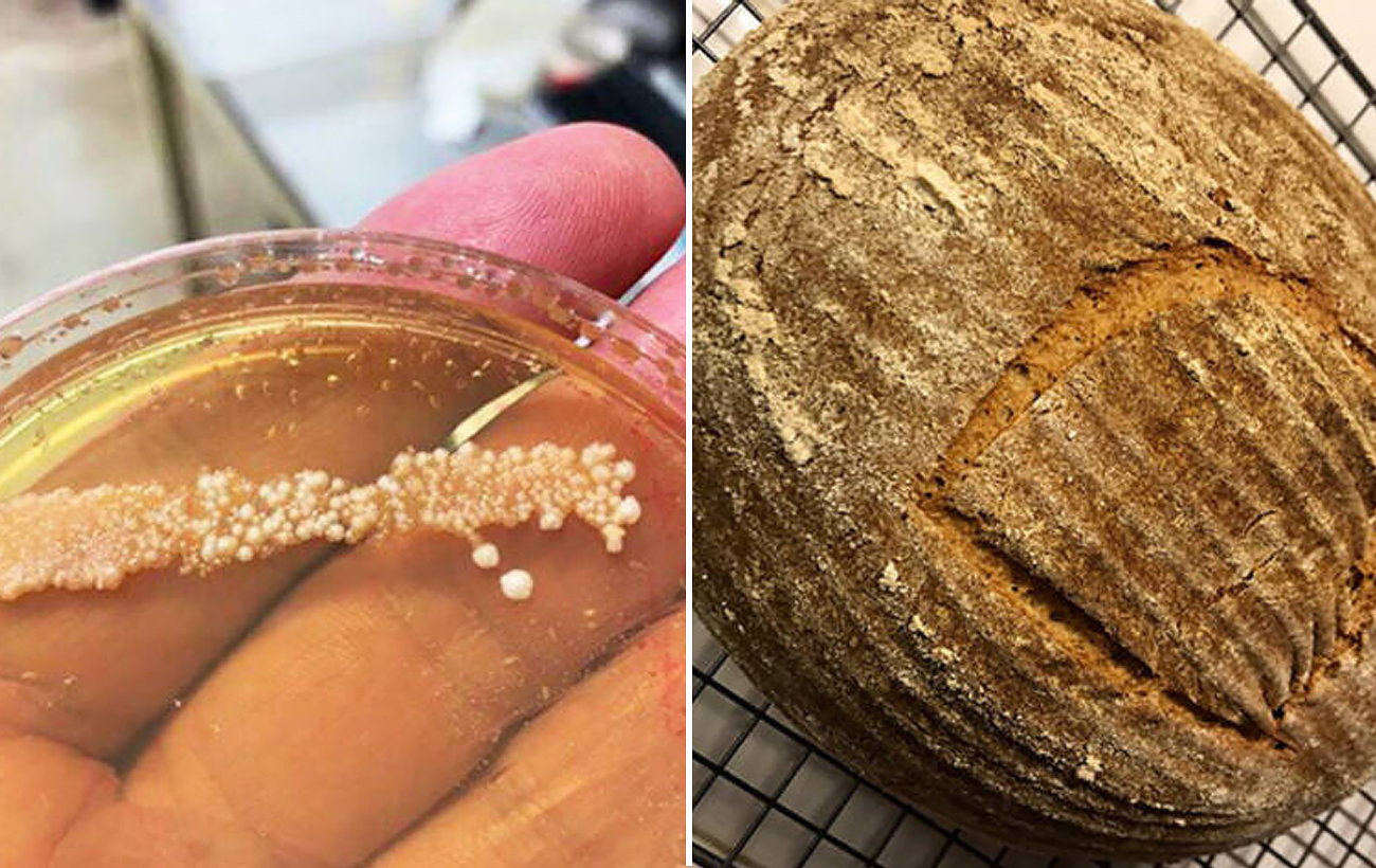 Смак історії. Дослідник знайшов дріжджі віком 4500 років і спік на них хліб: що у нього вийшло